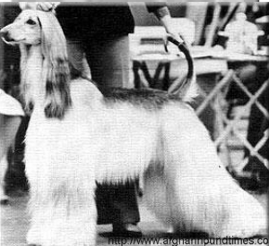 Afghan Hound Times -  Ch Zuvenda Renegade Of Esfahan Natl Spec BOB 1978