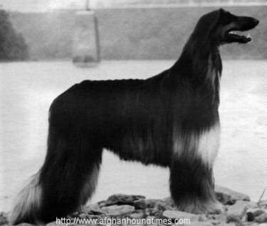 Afghan Hound Times -  Ch Zuvenda Razcym Natl Spec BOB 1981