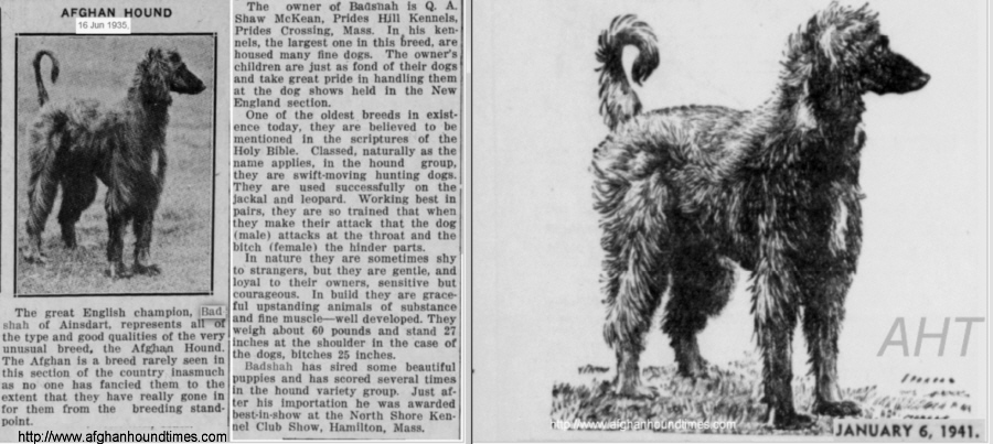 http://www.afghanhoundtimes.com PHOTO BADDSHAH OF AINSDART 1935 AND SKETCH 1941