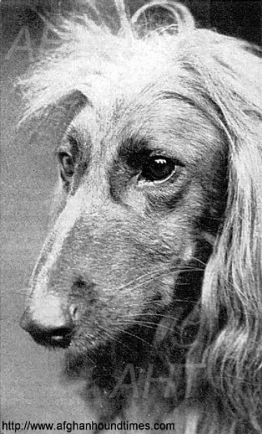 http://www.afghanhoundtimes.com PHOTOS BADSHAH OF AINSDART 1934 1935