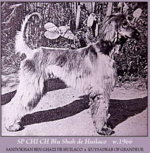Afghan Hound Times photo - CH Blueshah de Huilaco