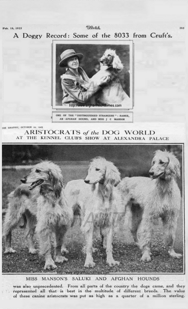 http://www.afghanhoundtimes.com Bell Murray/Cove Afghan photo gallery (The Sketch and The Graphic 1925) 