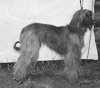 http://www.afghanhoundtimes.com Photo Ayesha Of Grandeur