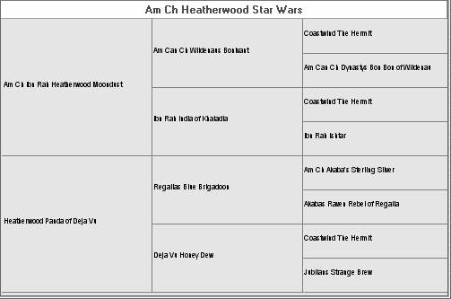Afghan Hound Times - Am Ch Heatherwood Star Wars