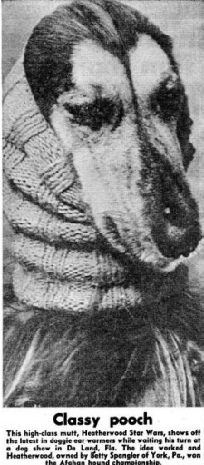 Afghan Hound Times - Am Ch Heatherwood Star Wars