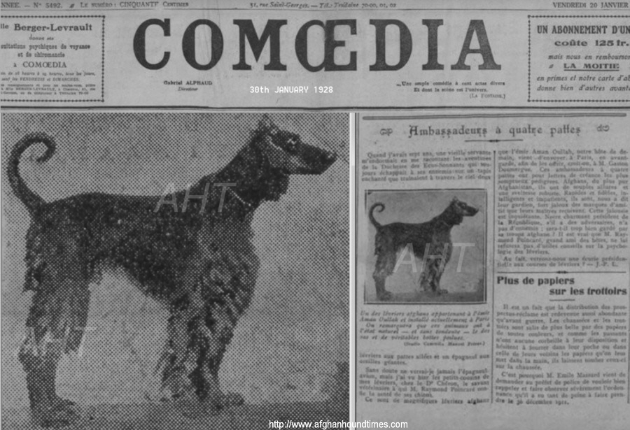 http://www.afghanhoundtimes.com France Afghan hound 1928