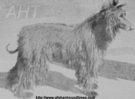 http://www.afghanhoundtimes.com Blerek Afghan hound from Afghanistan to France 1925