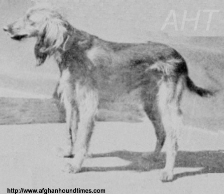 http://www.afghanhoundtimes.com PERAK Afghan hound France
