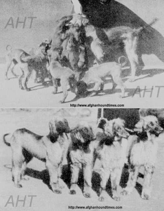 http://www.afghanhoundtimes.com France Chauvet Blerek x Perak puppies 1926/7