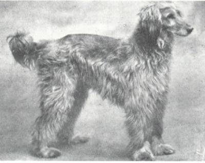 http://www.afghanhoundtimes.com France Chauvet Blerek x Perak puppies 1926/7