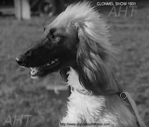 http://www.afghanhoundtimes.com Ireland breed history. Afghan hound 1931