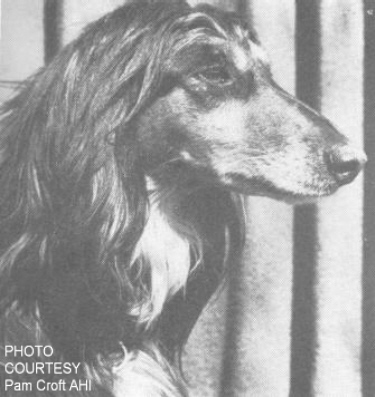 http://www.afghanhoundtimes.com Ireland breed history N DK CH Kohistan Faida