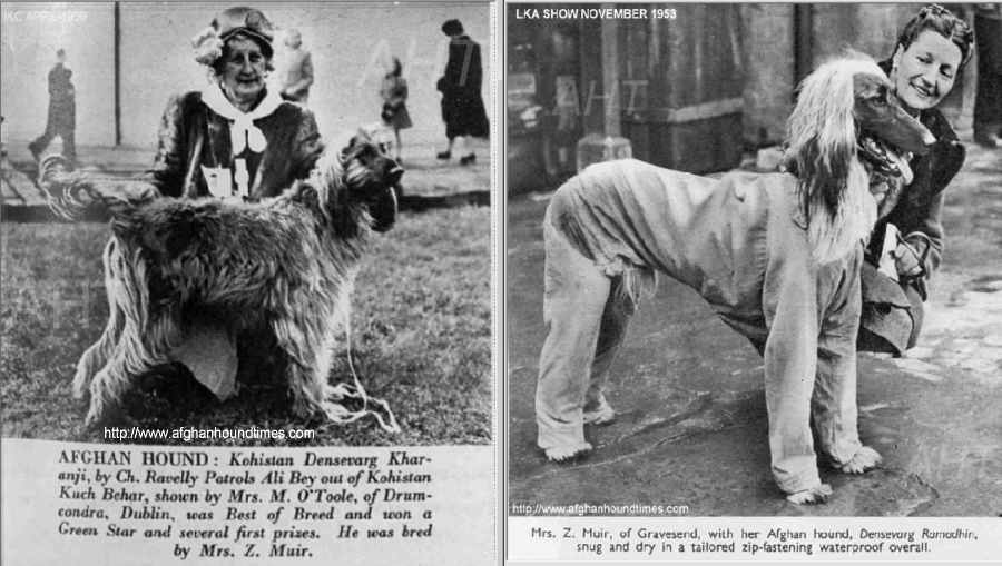 http://www.afghanhoundtimes.com Ireland breed historyDensevarg Kuba Khel/ Densevarg Ramadhin