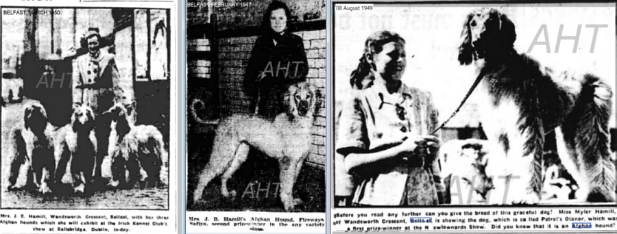 http://www.afghanhoundtimes.com Ireland breed historyDensevarg Kuba Khel/ Densevarg Ramadhin