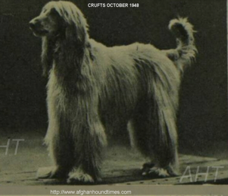 http://www.afghanhoundtimes.com Ireland breed history. Mrs O'Toole and Ch Vendas Tash Down