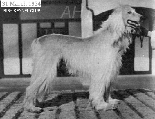 http://www.afghanhoundtimes.com Ireland breed history. Afghan hound 1931