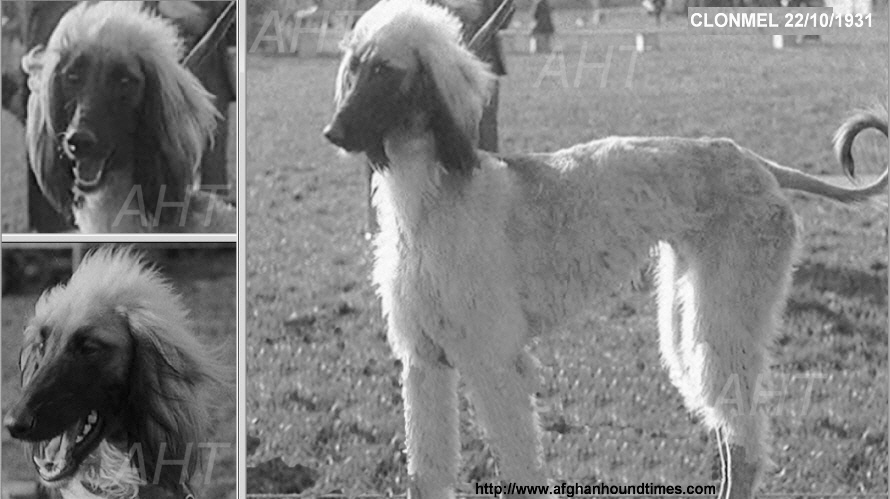 http://www.afghanhoundtimes.com Ireland breed history. Afghan hound 1931