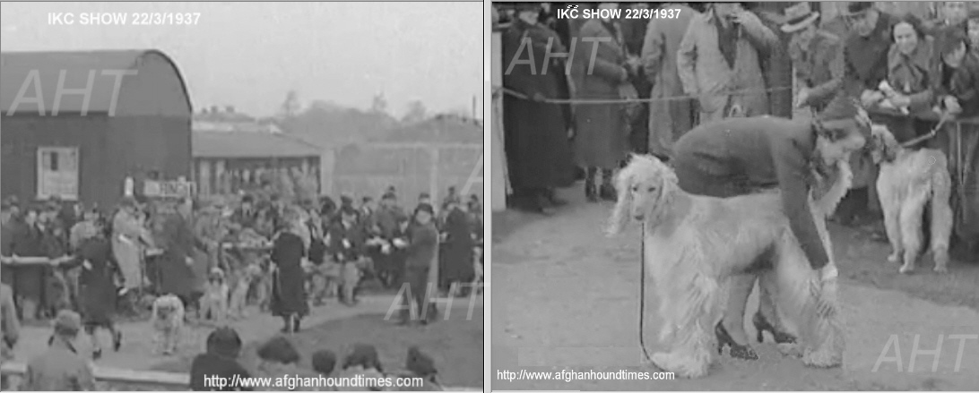 http://www.afghanhoundtimes.com Ireland breed history. Afghan hound 1931