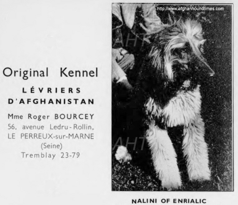 http://www.afghanhoundtimes.com Enrialic Afghan Hounds Ireland Kennel Advert 1933