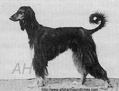 http://www.afghanhoundtimes.com Enrialic Afghan Hounds Ireland Kennel Advert 1933