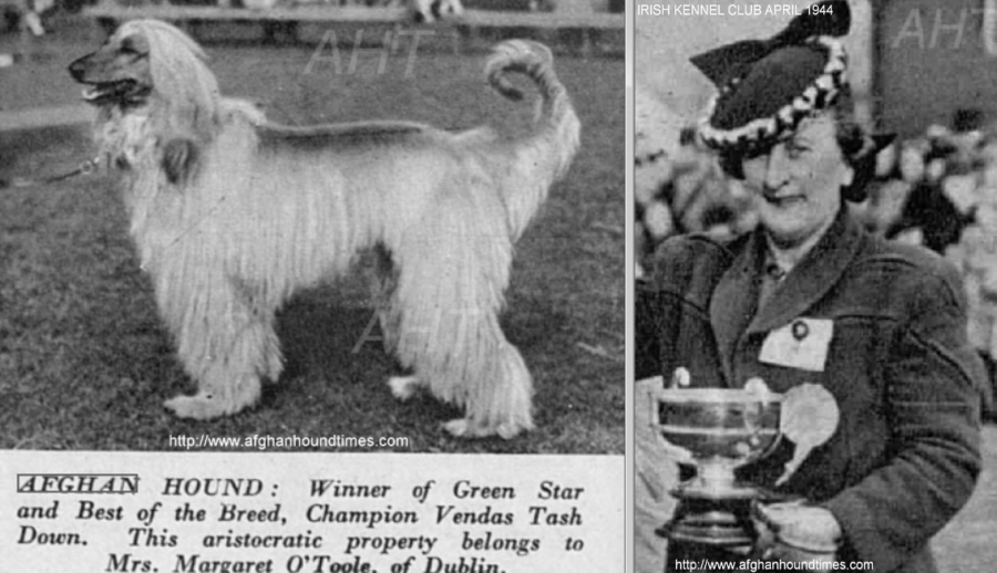 http://www.afghanhoundtimes.com Ireland breed history. Mrs O'Toole and Ch Vendas Tash Down