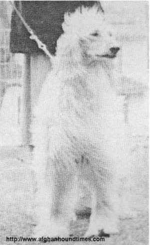 Afghan Hound Times photo - Salim OF Kingway