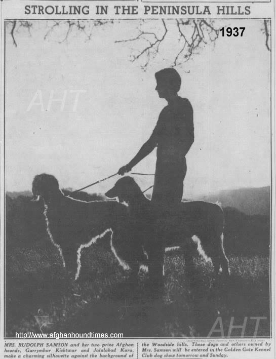 http://www.afghanhoundtimes.com PHOTO Kuhsan USA Afghan hounds