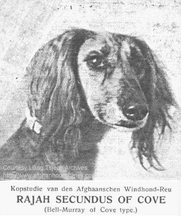 http://www.afghanhoundtimes.com photo pedigree article - The Liang Tsjeoe Afghan Hounds