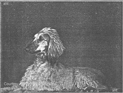 http://www.afghanhoundtimes.com photo pedigree article - The Liang Tsjeoe Afghan Hounds
