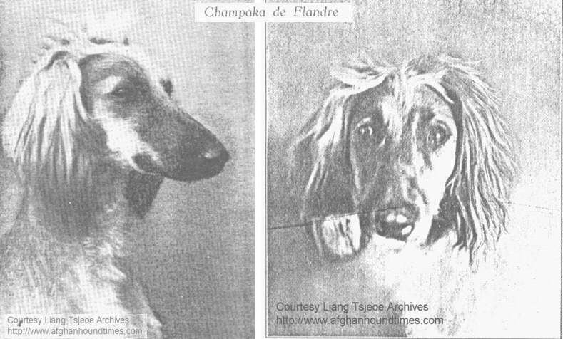 http://www.afghanhoundtimes.com photo pedigree article - The Liang Tsjeoe Afghan Hounds