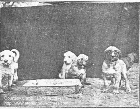 http://www.afghanhoundtimes.com photo pedigree article - The Liang Tsjeoe Afghan Hounds