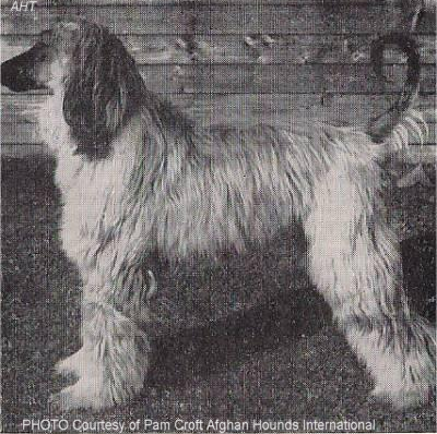 http://www.afghanhoundtimes.com Photo Taj Asam of Chaman 1954