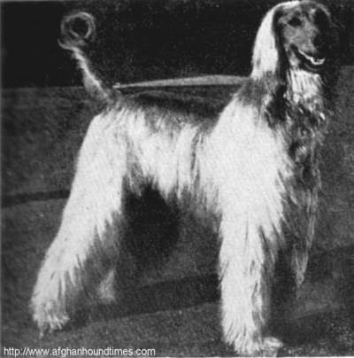 http://www.afghanhoundtimes.com Photo Ch Taj Amrit Of Chaman
