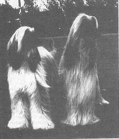 Afghan Hound Times photo Bletchley Hall Fire-Song