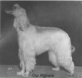 Afghan Hound Times Ch Westmill Natanz