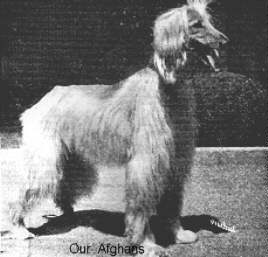 Afghan Hound Times Am Ch  Umberto