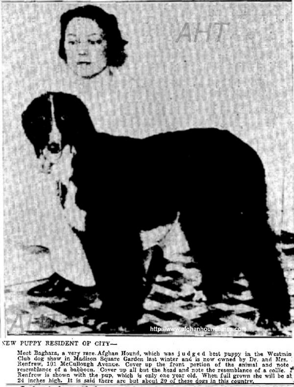 http://www.afghanhoundtimes.com PHOTO 1935 Bagheera of Prides Hill