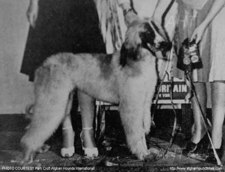 http://www.afghanhoundtimes.com PHOTO 1941 Bundles For Britain