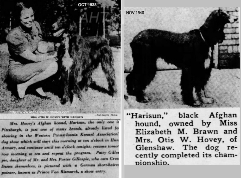 Afghan Hound Times - Harisun (Badshah of Ainsdart x Zahera Of Prides Hill