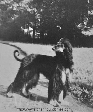 http://www.afghanhoundtimes.com PHOTO Meshki-Baz-I-Pushtikuh