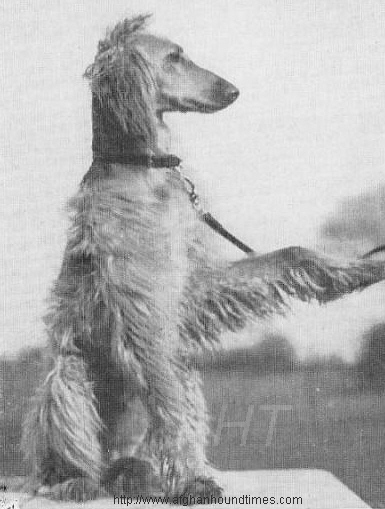 http://www.afghanhoundtimes.com PHOTO Rahmin Of Pushtikuh 