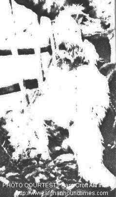 http://www.afghanhoundtimes.com PHOTO Rahmin Of Pushtikuh 