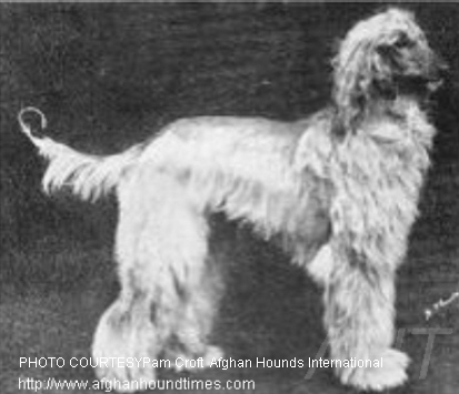 http://www.afghanhoundtimes.com PHOTO Rastum Of Pushtikuh 