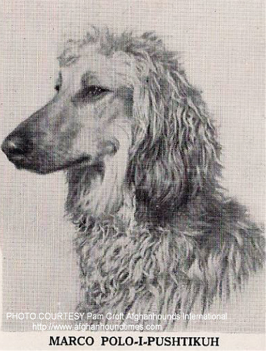 http://www.afghanhoundtimes.com PHOTO Marco Polo-I-Pushtiku 