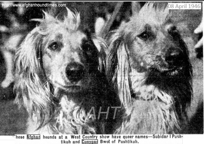 http://www.afghanhoundtimes.com PHOTO Subidar I Pushtikuh and Conygar Bhoj of Pushtikuh, Photo 1946