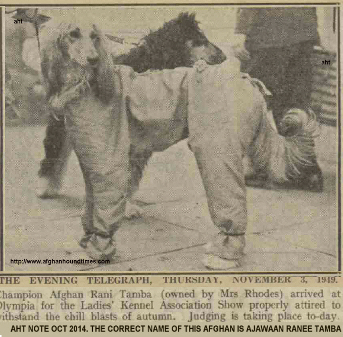 http://www.afghanhoundtimes.com PHOTO CH AJAWAAN RANEE TAMBA
