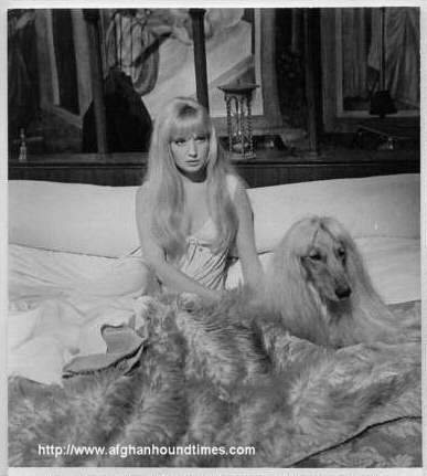 Afghan Hound Times -  Actress Monica Vitti with Afghan Hound 1967