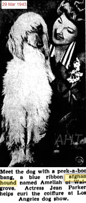 http://www.afghanhoundtimes.com Ephemera item PHOTO Jean Parker (actress) with Amellah Of Walgrove March 1943