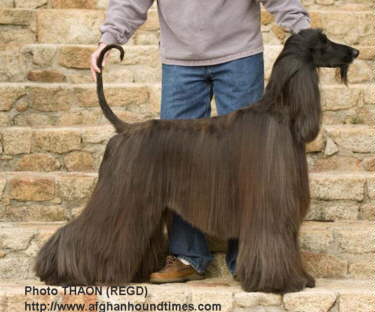 Afghan Hound Times - Thaon's Wannadance BOB Natl Spec 2001