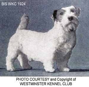 http://www.afghanhoundtimes.com PHOTO Barberryhill Bootlegger BIS WKC 1924
